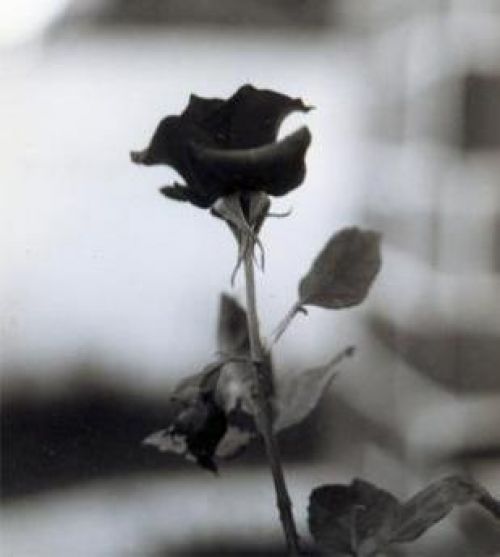 1957040.jpg